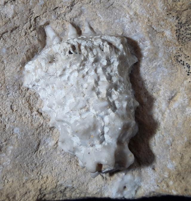 Teleiocrinus rudis (HALL 1859) - Bild &copy; FossNet FossilienStore